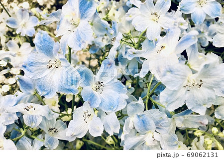 花 みず色 青 花 デルフィニウム かすみ草 1の写真素材