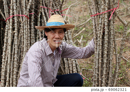 Male farmer Sitting in the midst of tapioca limb that cut the stack together Male farmer Sitting in the midst of tapioca limb that cut the stack together 69062321