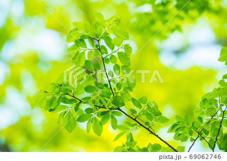 新緑 69062746