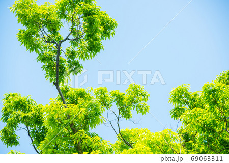 新緑 69063311