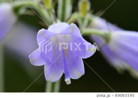 早池峰山の晩夏に咲く花タカネツリガネニンジンの写真素材