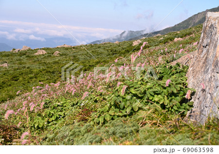 早池峰山の初秋に咲く固有種ナンブトウウチソウ 69063598