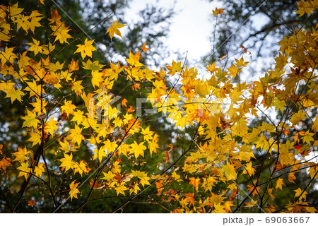 晩秋の三頭山の紅葉 69063667