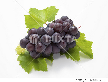 巨峰 巨峰 69063708