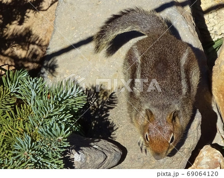 キンイロジリス/Golden-mantled Ground Squirrel 69064120