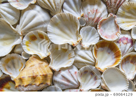 Seashell background, lots of different seashells piled together.Selective focus. Seashell background, lots of different seashells piled together.Selective focus. 69064129