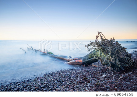 The root of the tree lies near the shore against the shore 69064259