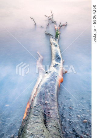 The root of the tree lies near the shore against the shore 69064260