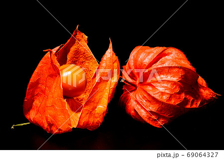 ホオズキの実 ホオズキの実 69064327