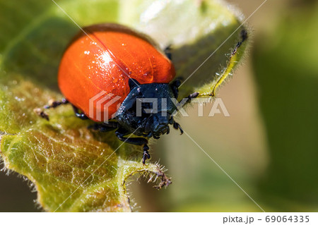 Beetle Chrysomela populi 69064335