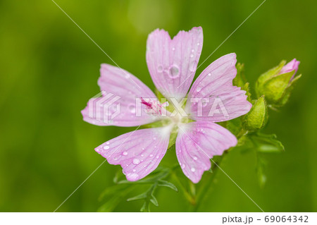 Malva Alcea flower in summe meadow 69064342