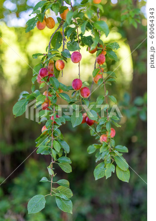 red plum mirabelle, Prunus domestica 69064343