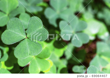 background green shamrock nature background, fresh green juicy color, shamrock plant background green shamrock nature background, fresh green juicy color, shamrock plant 69064407