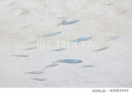 海の魚 69064444