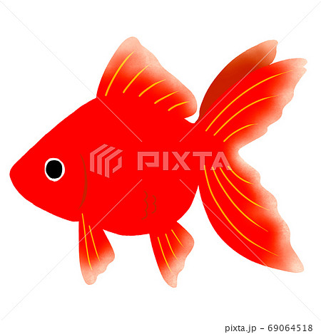 金魚 赤のイラスト素材