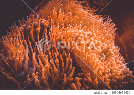 Sea anemone in ocean 69064600