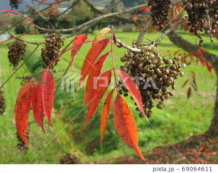 紅葉 紅葉 69064611