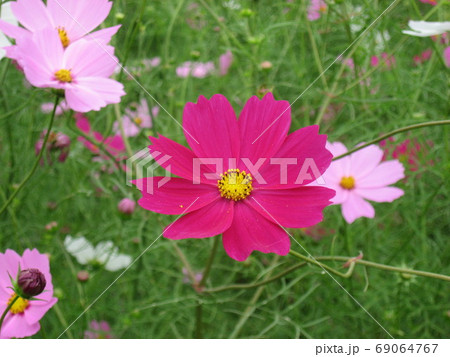 秋桜 69064767