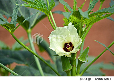 オクラの花の写真素材