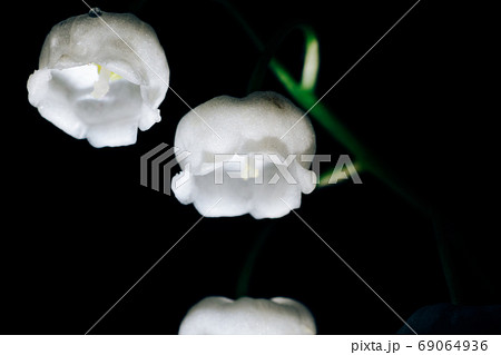 Bells of the white Lily of the valley close-up. Macro shooting of the Lily of the valley. 69064936
