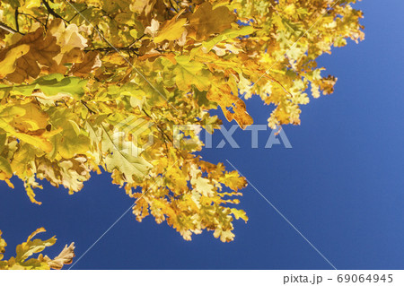 autumn yellow leaves of oak.Autumn landscape photography, illuminated by the colors of autumn. 69064945
