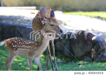 奈良公園の鹿の親子 奈良公園の鹿の親子 69064959