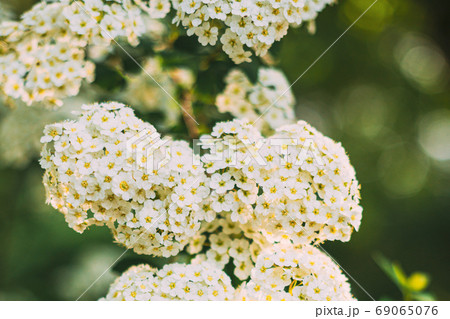 White Spirea Vanhouttei Flowers On Bush At Spring. 69065076