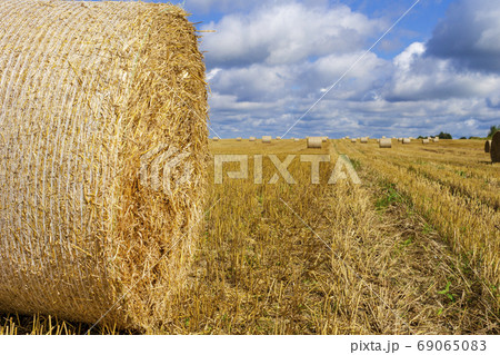 Wheatfield and haystacks of wheat of yellow color during harvest. Copy space of the setting sun rays on horizon in rural meadow. Nature photo Idea of a rich harvest. 69065083