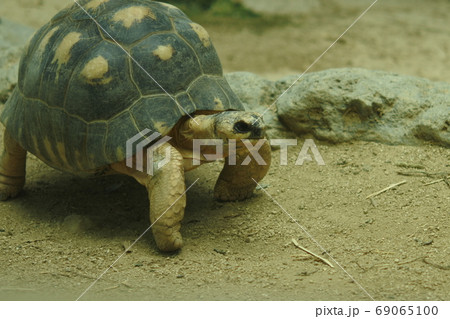 ホウシャガメ　放射状の模様の甲羅をもつカメが地面を歩いている　アップサイズ 69065100