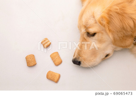 Bored with food or sick concept. Brown dog laying on the floor a Bored with food or sick concept. Brown dog laying on the floor a 69065473