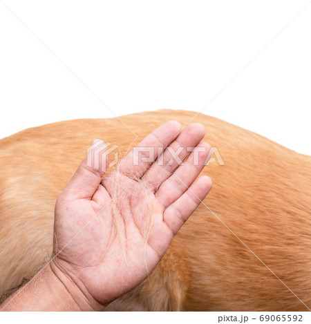 Dog has been losing fur concept. Hand holding fur or dog hair on Dog has been losing fur concept. Hand holding fur or dog hair on 69065592