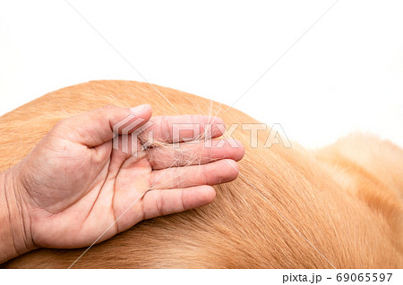 Dog has been losing fur concept. Hand holding fur or dog hair on 69065597