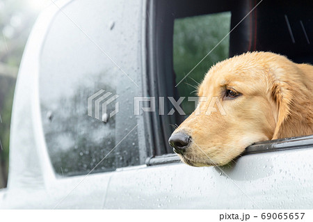 Brown dog (Golden Retriever) sitting in the car at the raining d 69065657