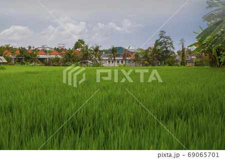 Rice field with houses in background.Agricultural landscape with rows of rice Rice field with houses in background.Agricultural landscape with rows of rice 69065701