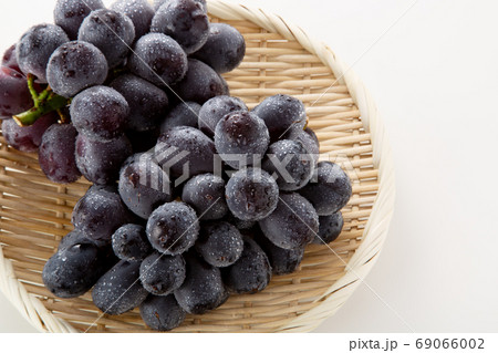 ぶどう ブドウ 葡萄 ニューピオーネ ぶどう ブドウ 葡萄 ニューピオーネ 69066002