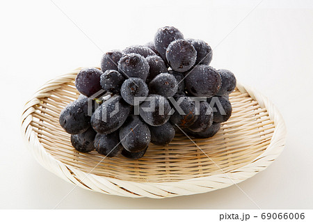 ぶどう ブドウ 葡萄 ニューピオーネ ぶどう ブドウ 葡萄 ニューピオーネ 69066006