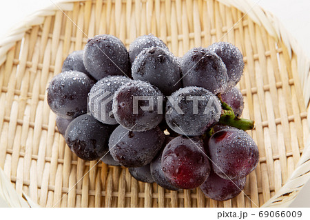 ぶどう ブドウ 葡萄 ニューピオーネ ぶどう ブドウ 葡萄 ニューピオーネ 69066009