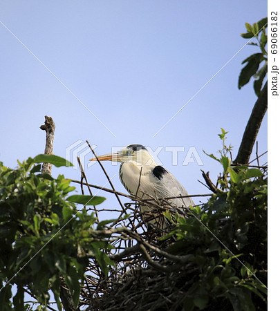 動物 春 巣 69066182