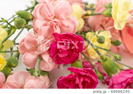 Fresh Carnation Flower Bouquet Dianthus or Schabaud 69066240