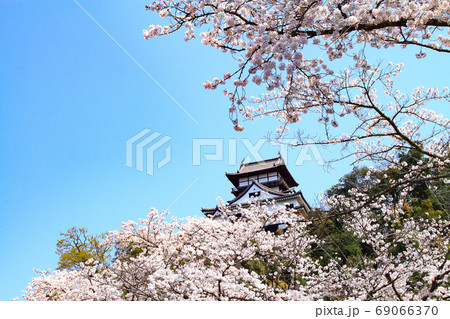 春の犬山市、犬山城と桜の風景 春の犬山市、犬山城と桜の風景 69066370