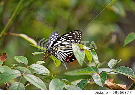 アカボシゴマダラ（赤星胡麻斑） 69066377