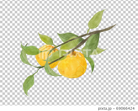 柚子の水彩画 柚子の水彩画 69066424