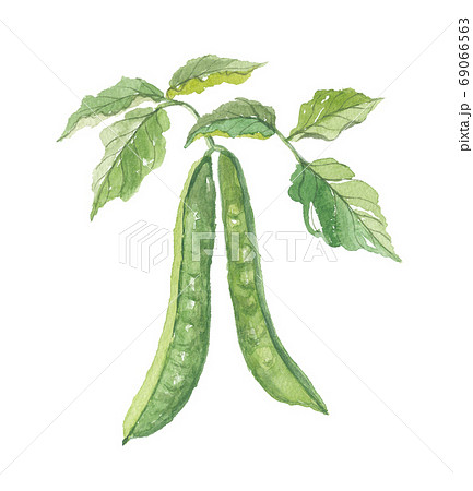 ナタマメ　鞘と葉 69066563