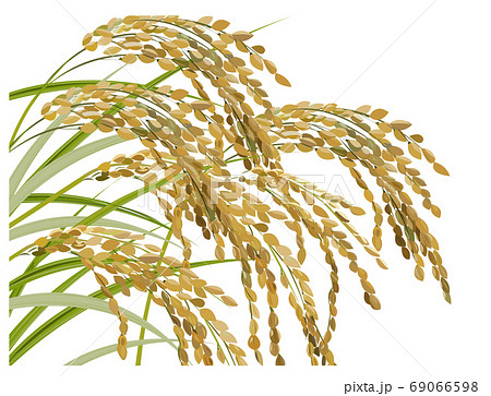 祈りの秋 稲穂のイラスト素材