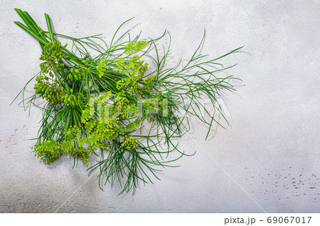 Fresh Dill (Anethum graveolens) leaves, florets, fruits atop gre Fresh Dill (Anethum graveolens) leaves, florets, fruits atop gre 69067017