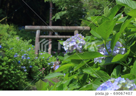 [定額] 太平山の紫陽花 ( 栃木県 栃木市 ) 69067407