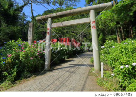 [定額] 太平山の紫陽花 ( 栃木県 栃木市 ) 69067408