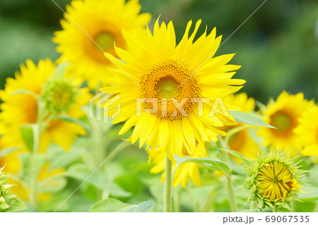ひまわり ひまわり 69067535