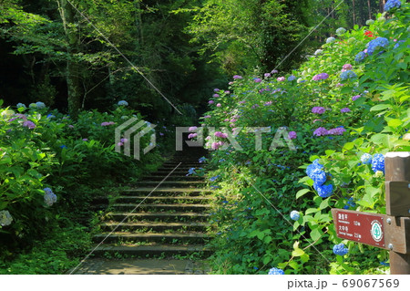 [定額] 太平山の紫陽花 ( 栃木県 栃木市 ) 69067569
