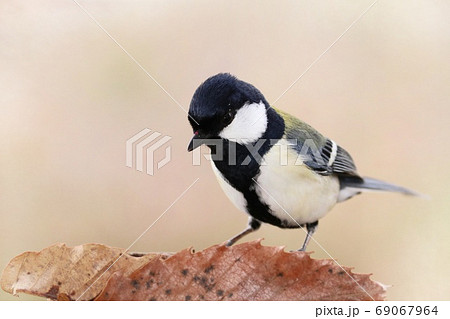 シジュウカラ 身近な野鳥 白黒の鳥の写真素材